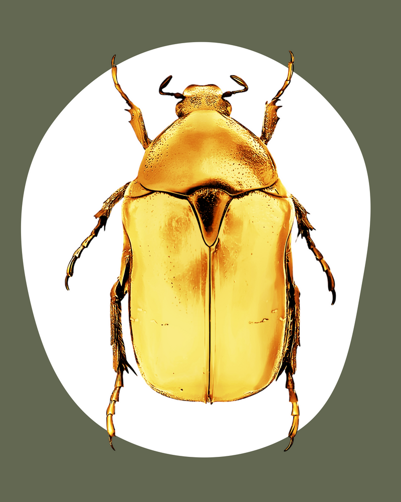 9 ct AU Signature Collection